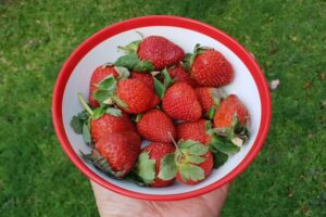 Nutrition Strategies for Enhancing Athletic Performance and Reducing Injury Risk